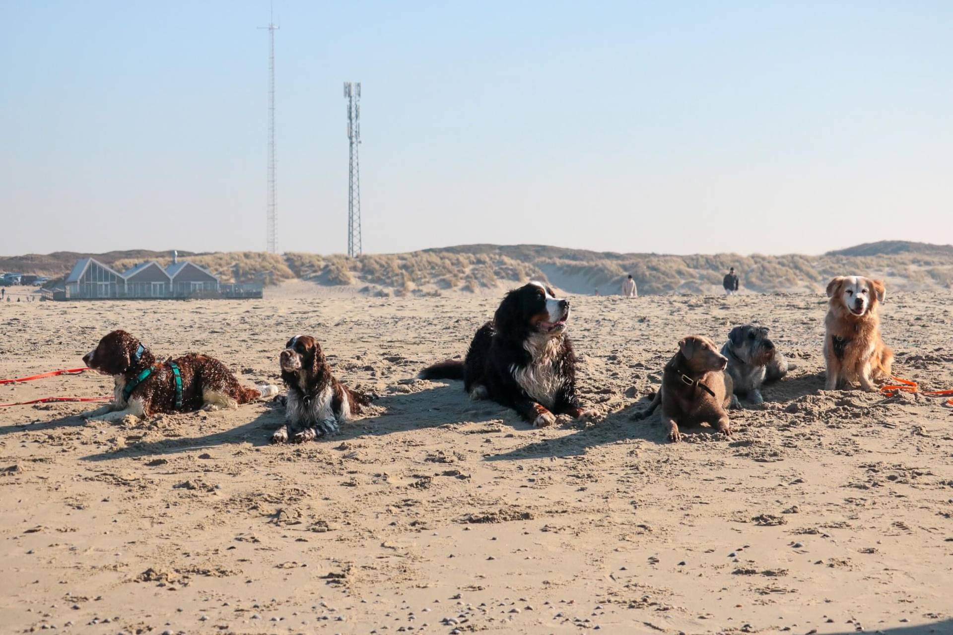 Hunde machen alle brav Platz in einer Reihe am Strand. Dünen im Hintergrund
