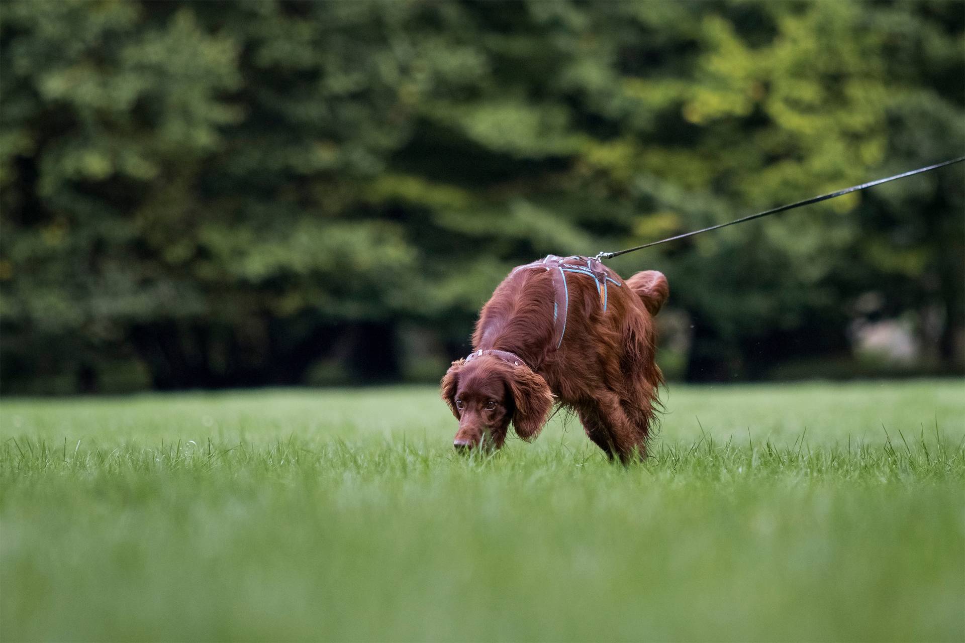 Hund beim Mantrailing auf einer Wiese, Bäume im Hintergrund
